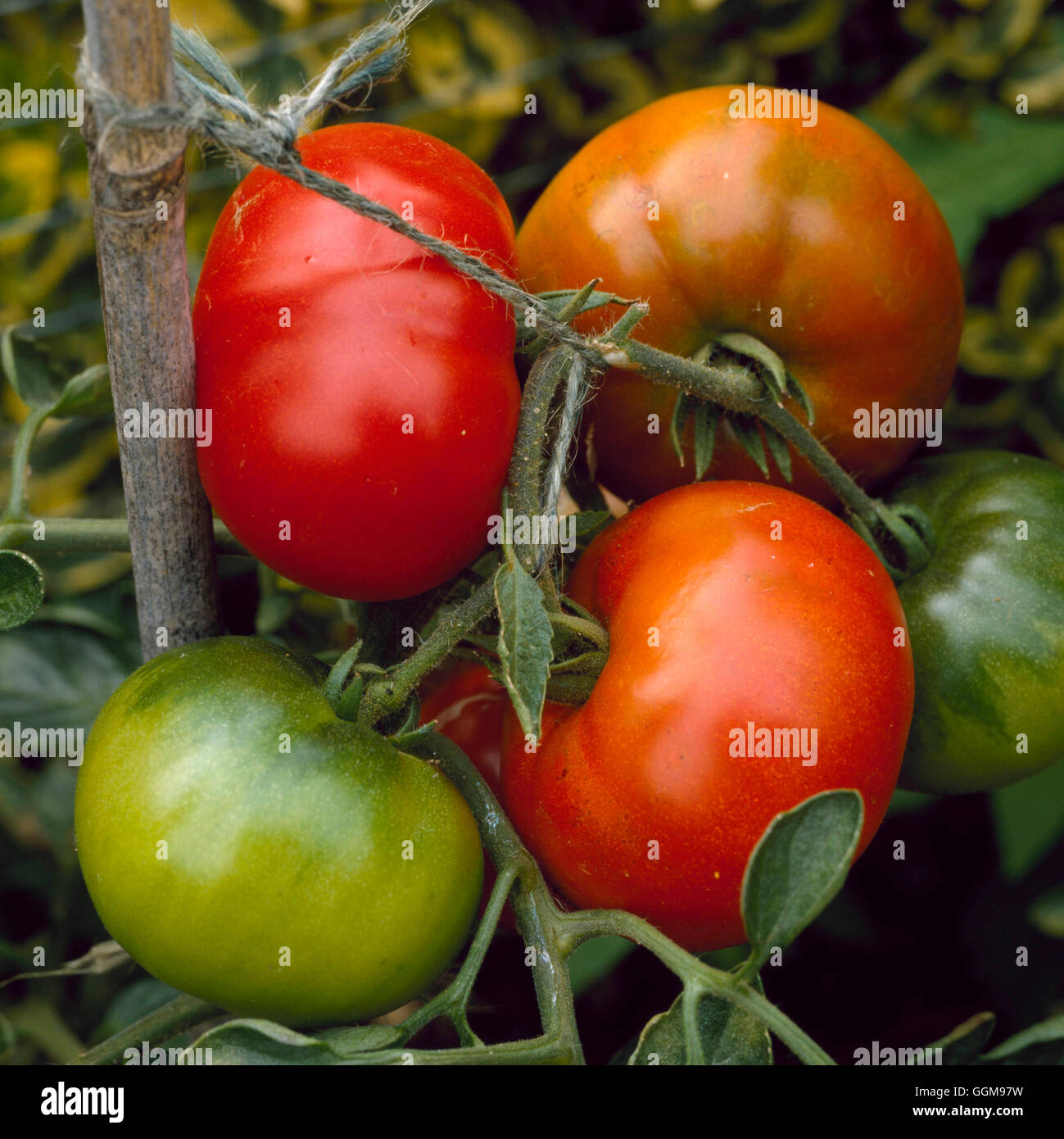 Tomato - `Super Marmande'   VEG078539 Stock Photo
